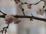 赤坂見附の交番横に咲いていたフユザクラ