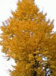 霞ヶ関付近の銀杏並木。鮮やかな黄色。都会の紅葉も美しい