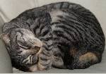 【こぼれネタ】飼い主の顔をみてみたくなるほど、むちゃくちゃ可愛く寝るウチのネコ