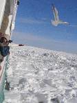 流氷が接岸した網走のおーろら号デッキから。網走市観光協会の高谷氏からの速報写真